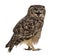 Spotted eagle-owl - Bubo africanus