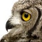 Spotted Eagle-owl - Bubo africanus (8 months)