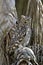 Spotted Eagle-Owl (Bufo africanus)