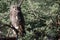 Spotted Eagle Owl on a Stick