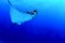 Spotted eagle ray