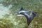 Spotted Eagle Ray (Aetobatus narinari)