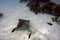 Spotted Eagle Ray Aetobatus Narinari Over White Sand Bottom Bonaire Marine Park