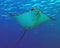 A Spotted Eagle Ray Aetobatus narinari in the Red Sea