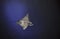 Spotted eagle ray Aetobatus narinari swimming underwater in blue ocean