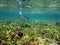 Spotted eagle ray in a shallow coral reef