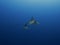 Spotted eagle rays gliding through the ocean, east coast of Bonaire, Dutch Antilles.