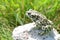 Spotted an earthen toad sitting on a stone, close-up. Bufo bufo. Green toad Bufo viridis Photo Macro