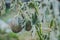 Spotted eggplant hanging on a gray withered stalk. Autumn cooling spoils the garden