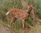 Spotted Fawn Bothered by Horseflys