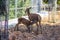 Spotted fawn drinking milk from his mother