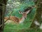 Spotted female fallow deer gazing at camera