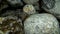 Spotted fish camouflaged on the rocks of the underwater Barents Sea.