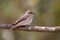 Spotted Flycatcher