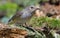 Spotted Flycatcher collects little sticks and sprigs for nest building