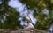 Spotted Flycatcher enjoy ray of sunshine