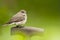 Spotted flycatcher, Grauwe vliegenvanger, Muscicapa striata