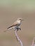 Spotted flycatcher (muscicapa striata)