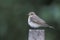 Spotted flycatcher, Muscicapa striata