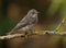 Spotted flycatcher (Muscicapa striata)