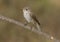 Spotted flycatcher (Muscicapa striata)