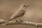 Spotted flycatcher (Muscicapa striata)