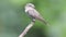 Spotted flycatcher, Muscicapa striata,