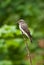 Spotted Flycatcher (Muscicapa striata)