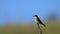 A Spotted Flycatcher Muscicapa striata, sitting on a branch against the sky and flies away