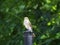 Spotted Flycatcher perching