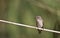 Spotted Flycatcher on a Reed Looking Left