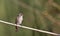 Spotted Flycatcher on a Reed Looking Right