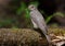 Spotted Flycatcher sits on big mossy trunk with a little twig for nest building