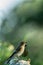 Spotted flycatcher sitting on wood trunk in forest with bokeh background and saturated colors, Hungary, songbird in nature