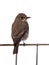 Spotted flycatcher on white background