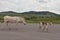 Spotted Foal Burro with It`s Mom Walking on a Road