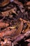 Spotted forest skink or maculated forest skink in nature