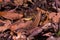 Spotted forest skink or maculated forest skink in nature