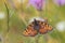 Spotted Fritillary butterfly - Melitaea didyma