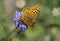 Spotted fritillary Melitaea didyma,