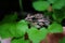 Spotted Frog