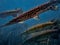 Spotted gar hover above the sea grass and sandy bottom of Rainbow River, Dunnellon, Florida