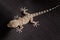 Spotted gecko reptile on black fabric