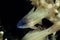 Spotted-Gill Cardinalfish Ostorhinchus chrysopomus