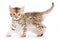 Spotted ginger kitten bengal