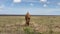 A spotted giraffe eats grass in the Serengeti National Park. Safari in Tanzania