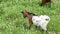 A spotted goat grazes in a pasture with fresh green summer grass.
