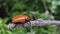 Spotted grapevine beetle