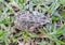 Spotted grass frog