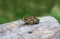 The spotted grass frog or spotted marsh frog (Limnodynastes tasmaniensis) sitting on log with orange stripe down back. The frog i